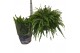 Nephrolepis exaltata green lady Nephrolepis Green Lady 90 cm diameter 