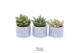Succulenten TRULY Succulent, Wave 1 pp 