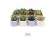 Succulenten TRULY Succulent, Happy 1 pp 