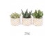 Succulenten TRULY Succulent, Sun 1 pp 