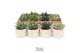Succulenten TRULY Succulent, Sun 1 pp 