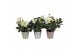 Helleborus niger christmas carol in luxe metallic zink mix 