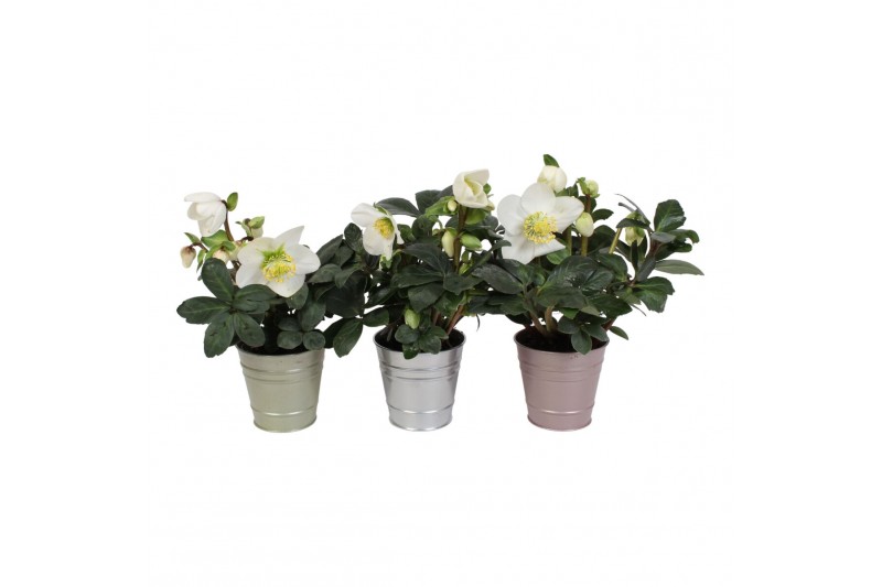 Helleborus niger christmas carol in luxe metallic zink mix 