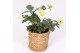 Helleborus niger christmas carol in seagrass pot 