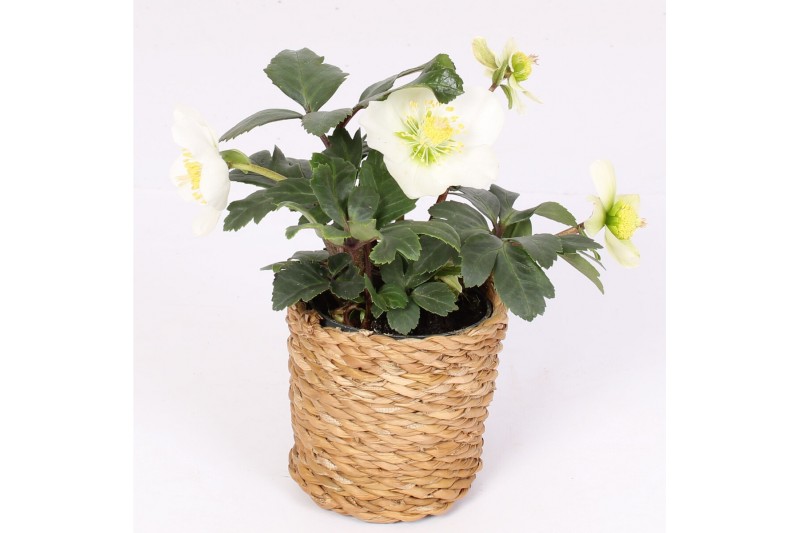 Helleborus niger christmas carol in seagrass pot 