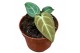 Anthurium regale 