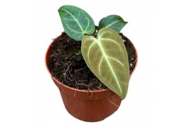 Anthurium regale