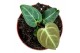 Anthurium regale 
