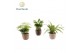Kamerplanten mix Groen mix in pot Lizzy 1 pp 