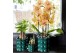 Keramische pot Kolibri Home Cotton pot green mix 