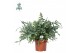 Phlebodium blue star air so pure 
