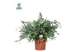 Phlebodium blue star air so pure