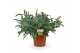 Phlebodium blue star 