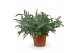 Phlebodium blue star 