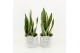 Sansevieria trifasciata futura superba in stone look pot 