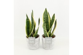 Sansevieria trifasciata futura superba in stone look pot