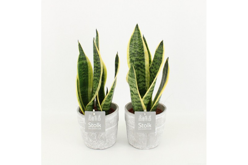Sansevieria trifasciata futura superba in stone look pot 