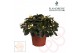 Rhododendron simsii wit flandresse 17+ cm 