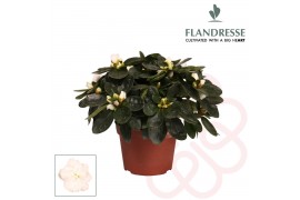 Rhododendron simsii wit flandresse 17+ cm