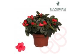 Rhododendron simsii rood flandresse 17+ cm