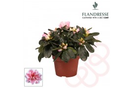 Rhododendron simsii bont flandresse 17+ cm