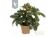 Helleborus hgc ice n roses early rose in het goud 