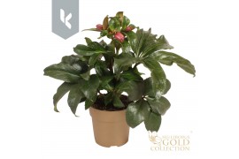 Helleborus hgc ice n roses early rose in het goud