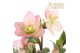 Helleborus hgc ice n roses early rose in het goud 