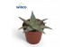 Aloe pink blush Dannyz 