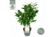 Camellia japonica nuccios gem 