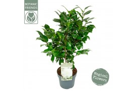 Camellia japonica nuccios gem