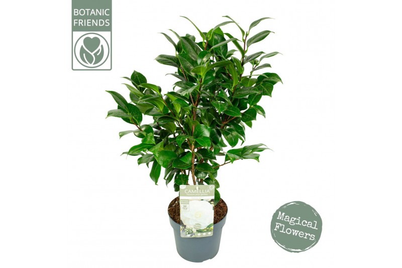 Camellia japonica nuccios gem 