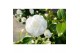 Camellia japonica nuccios gem 
