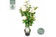Camellia japonica nuccios gem 