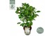 Camellia japonica nuccios gem 