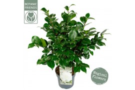 Camellia japonica nuccios gem premium