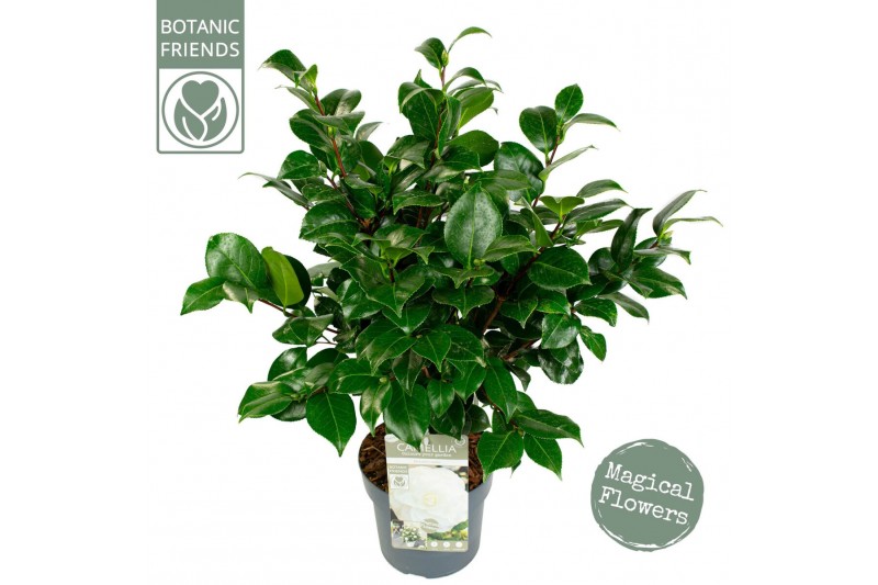 Camellia japonica nuccios gem premium 
