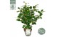 Camellia japonica nuccios gem premium 