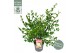 Camellia japonica fairy blush premium 