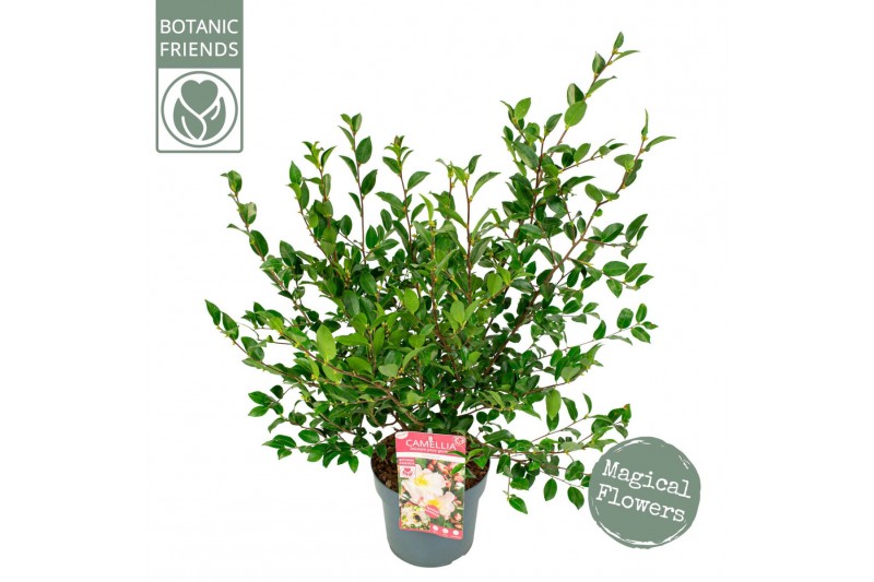 Camellia japonica fairy blush premium 