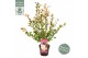 Camellia japonica fairy blush premium 