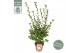 Camellia japonica fairy blush premium 
