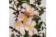 Camellia japonica fairy blush premium 