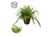 Chlorophytum ocean 