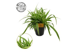 Chlorophytum ocean