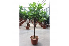 Ficus lyrata Stam