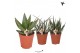 Aloe mix Kolibri Greens Succulenten aloe mix cm diameter 1 pp 