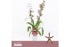Oncidium Tarantula XL Coral Brassia, Orange Spider 2-spike Orchid Coll 