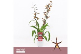 Oncidium Tarantula XL Coral Brassia, Orange Spider 2-spike Orchid Coll