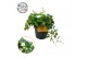 Parthenocissus Sugar Vine 